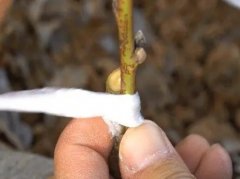<b>大只500观赏桃树苗的嫁接方法</b>