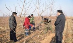 <b>大只500桃树苗修剪管理技术要点</b>