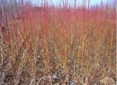 <b>刚载种的桃树苗该怎样施肥大只500注册</b>