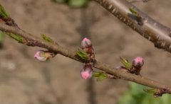 <b>桃树苗花芽分化该怎样处理大只500注册</b>