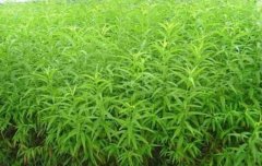 <b>大只500桃树苗什么时候栽种成活率高呢</b>