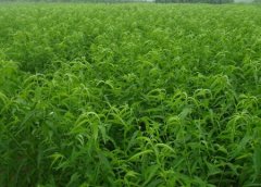 <b>桃树苗种植时注意事项大只500注册</b>