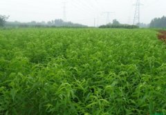 <b>桃树苗缺硼金牌大只症状防治方法</b>