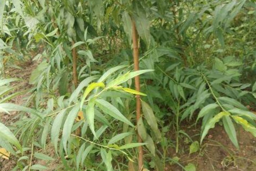 桃树苗高产的几个方法大只500注册