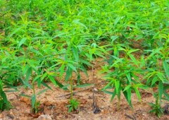 <b>大只500种植桃树苗时注意事项有哪些</b>
