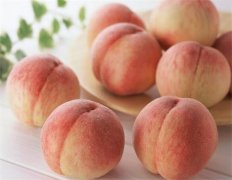 <b>温室种植桃树金牌大只苗管理方法</b>