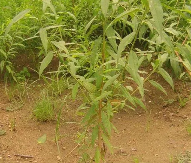 桃树苗南方种植注意事项介绍大只500注册