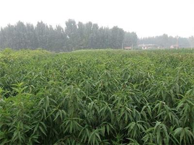 选购桃树苗品种注意事项大只500注册