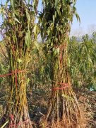 <b>如何选择优质桃树苗大只500注册?</b>