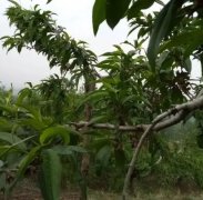 <b>秋季桃树的管理方式大只500注册</b>