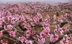<b>大只500国庆节前后的桃树的养护</b>