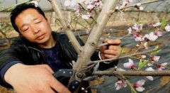 <b>给桃树用药金牌大只关键的六个方法</b>