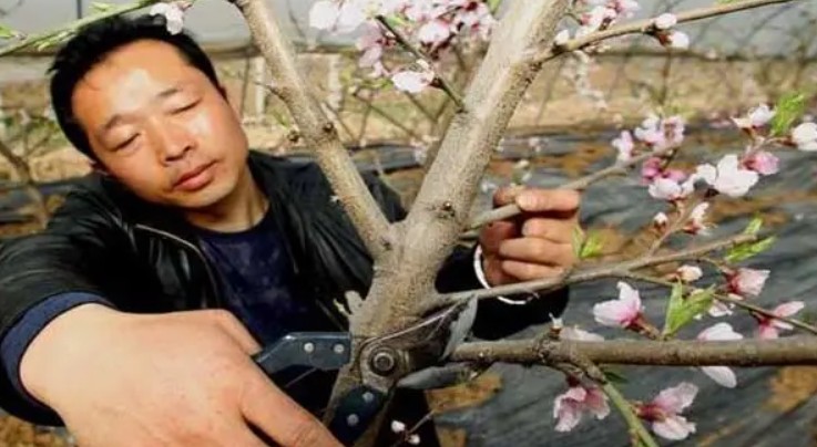 给桃树用药金牌大只关键的六个方法