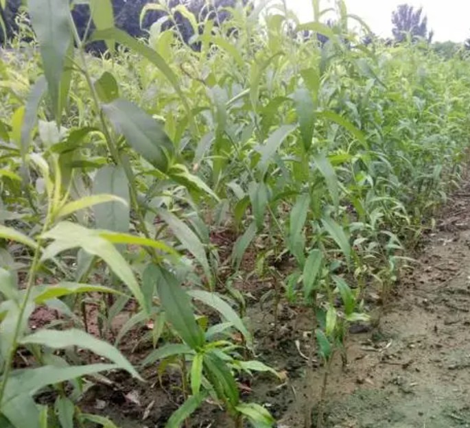 桃树苗什么时候栽金牌大只植比较好?