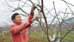 <b>大只500桃树苗夏季修剪方法</b>