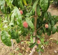 <b>桃树苗种植隔年收果,4年进入盛果期大只500注册</b>