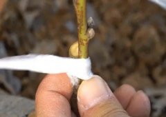 <b>桃树苗应该如何金牌大只在休眠期嫁接的呢？</b>