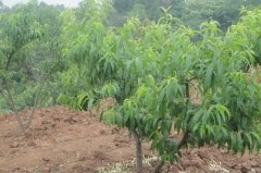 <b>种植桃树苗重要的第一步是选购大只500注册</b>