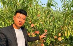 <b>桃树苗新品种多找；成鹏苗木基地大只500注册</b>