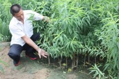 <b>大只500桃树苗的夏季管理</b>