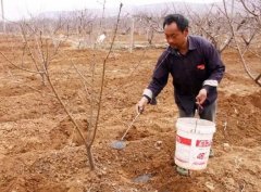 <b>小桃树的施肥大只500注册</b>