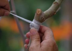 <b>大只500桃树苗不同季节不同嫁接技术</b>