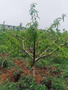 <b>桃树种金牌大只植范围要求</b>