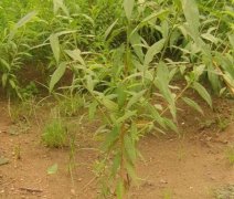 <b>栽种桃树苗的方法步骤大只500注册</b>