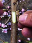 <b>桃树苗嫁接前需要掌握哪些种植方法大只500注册</b>