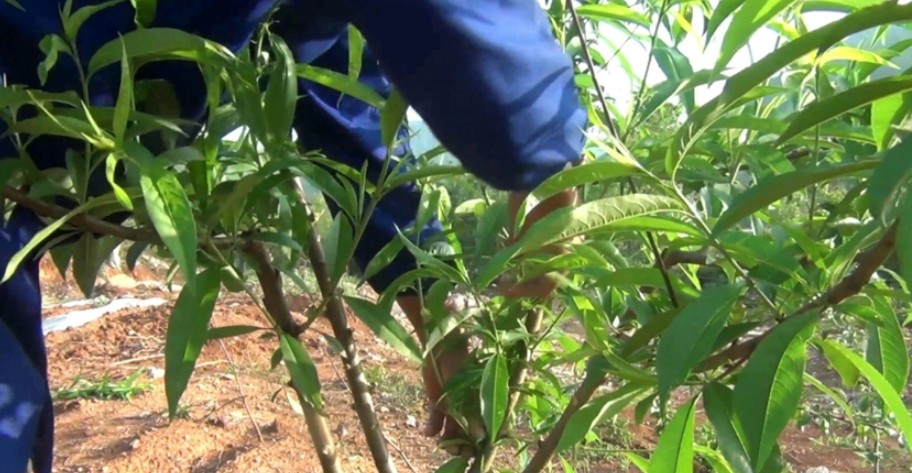 桃树苗木的金牌大只夏季修剪