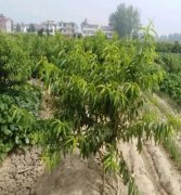 <b>桃树苗想要高产需要注意的事项大只500注册</b>
