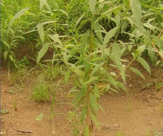 桃树苗的栽植有哪些实用的方法大只500注册
