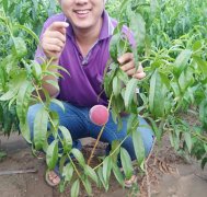 <b>桃树苗在一年中的管理流程大只500</b>