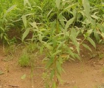 <b>桃树快速育苗的措施有哪些大只500注册</b>