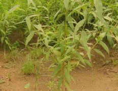 <b>桃树苗能够在秋季种植吗大只500注册</b>