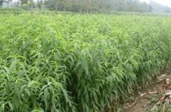 <b>大只500桃树苗的育种方法有哪些</b>