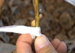 <b>桃树苗嫁接前种植方法包括哪些方面大只500注册</b>
