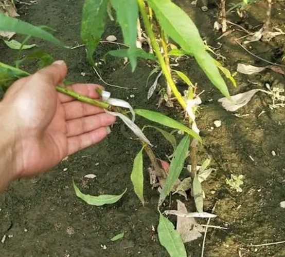 大只500桃树苗压条繁殖有哪些特点呢