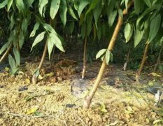 <b>提高桃树苗栽植成活率的方法有哪些大只500注册</b>