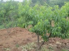 <b>桃树苗施肥的要领有哪些大只500注册</b>