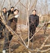 <b>大只500桃树苗修剪时一定要注意的事项</b>