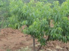 <b>大只500栽培桃树苗不得不注意这些问题</b>