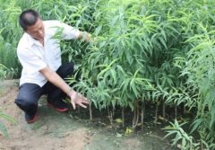 <b>桃树苗栽金牌大只培的特点</b>