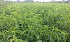 <b>大只500种植桃树苗要怎么管理土壤？</b>