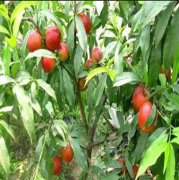 <b>如何种植桃树苗才能成活率更高大只500注册</b>
