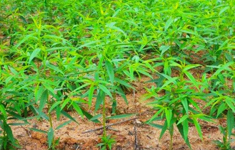 桃树苗种植管理技术大只500注册