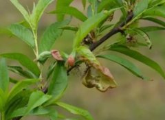 <b>种植桃树苗就必须要了解桃树的病害大只500注册</b>