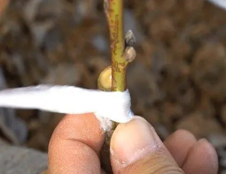 大只500桃树嫁接苗的管理
