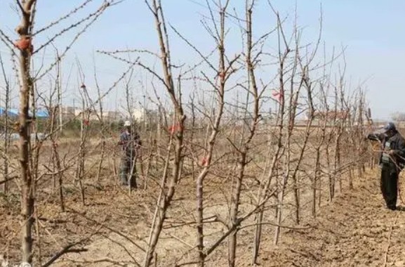 桃树苗在冬季修剪应该怎么做大只500注册