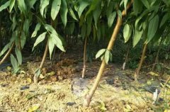 <b>大只500桃树苗定植后的当年管理要求有哪些</b>